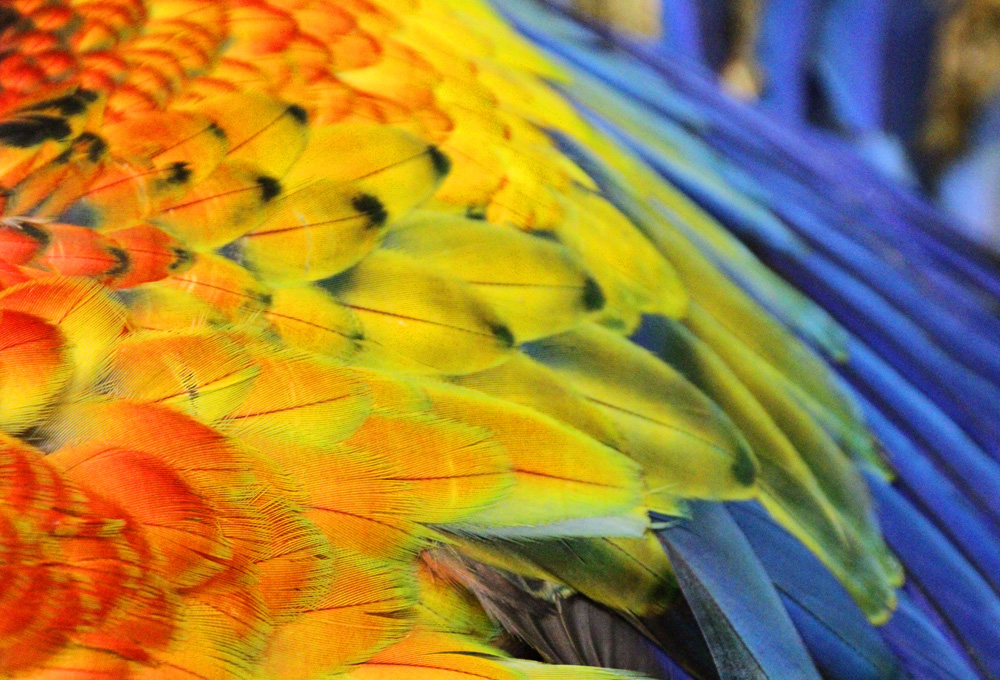 Macaw