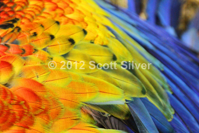 Macaw Wing